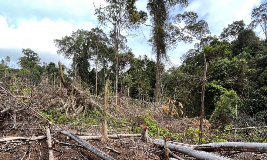 penerapan sistem tebang tanam